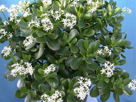 Ampia scelta di piante da esterno. Pendenti Piante Grasse Con Fiori Da Esterno - CUPPAIPRECPI