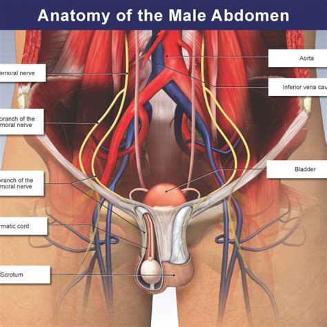 The abdominal region is supported by the anterior and posterior abdominal wall that supports the viscera and maintains the posture where there's no bony support. Anatomy of the Male Abdomen - TrialExhibits Inc.