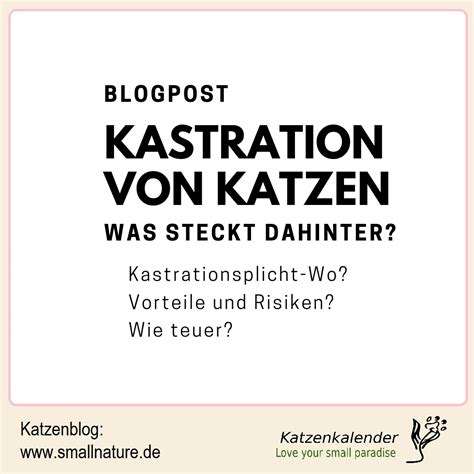 Kastrierte katzen sind weniger aggressiv, zutraulicher und haben ein kleineres revier, was bei freigängern die gefahr von. Kastration von Katzen - was steckt dahinter?