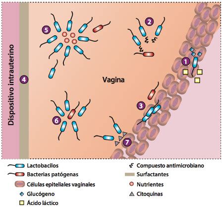 Acerca de los probióticos: la microbiota vaginal ...