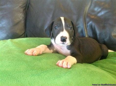 Lancaster puppies has your great dane for sale. Akc Great Dane Puppies for Sale in Pensacola, Florida ...