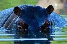 hippos escobar science