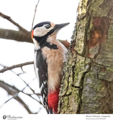 The lesser spotted woodpecker is europe's smallest woodpecker and is about the same size as a the back, wings and tail are black, except for the white bars. Great spotted woodpecker on tree trunk - a Royalty Free ...