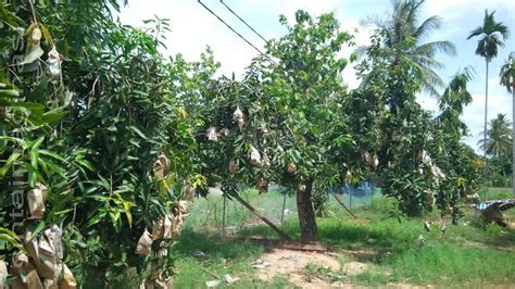 Raretv terkejut sawah padi cantik di perlis tempat terbaik malaysia. cintaimaginasi: Mempelam Harum Manis Perlis Sedap