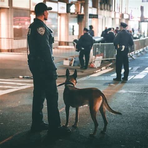 They spend years training to smell very specific terpenes in cannabis. Can Drug Sniffing Dogs Smell Weed Cartridges? - Leaf Nation