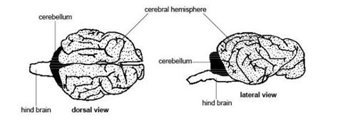 It has been reported in many animal species. Panleukopenia: The #1 Cause of Feline Cerebellar ...