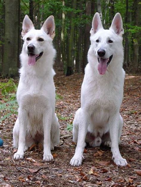 Kurzbeschreibung:weisser schweizer schäferhundbis 60 cm / 40 kgbeschreibungder weisse schweizer schäferhund ist ein ausgeglichener. Liebhaberzucht - Weiße Schäferhunde - Welpen vom ...