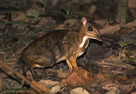 Pelestarian dan konservasi serta mendapatkan pemahaman baru biologi. Flora dan Fauna yang Diancam Kepupusan: HAIWAN YANG ...