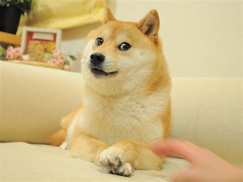 Share doge wallpaper 1920×1080 with your friends. Doge - Full Image | Doge | Know Your Meme