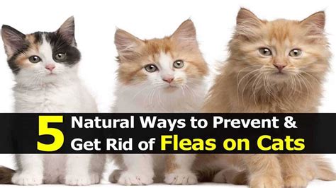 To learn how to keep your ears in top condition, read how to care for your ears. 5 Home Remedies for Fleas on Cats - YouTube