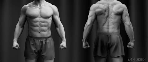 Learn about anatomy torso with free interactive flashcards. Male Torso on Behance