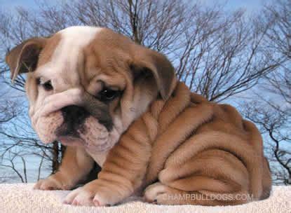 Look at pictures of english bulldog puppies who need a home. English Bulldog puppies for sale | Bulldog puppies ...