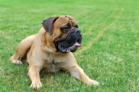 An english mastiff sheds at least two times a year. 3 razze di cani molto forti | Blog Cani | Petyoo