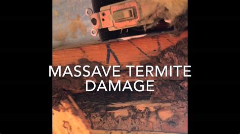 I am the owner/president of coby's tentless termite and pest control company. Termite damage in Tampa Bay - The most horrible, sickening ...