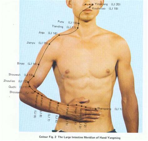 There are 12 major meridians in the body; Lung And Large Intestine Meridian Poses / Chinese ...