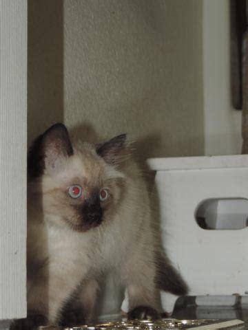 Cat classifieds in oregon city, or classified ads of cats and kittens for sale and free to a good home in oregon city, or. Siamese/Himalayan Kitten for Sale in Portland, Oregon ...