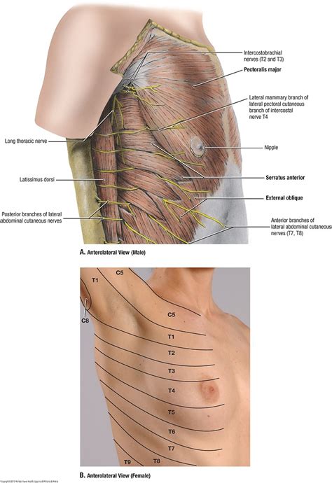 Pectoral göğüs kaslarını esnetme egzersizleri. Duke Anatomy - Lab 2 Pre-Lab Exercise
