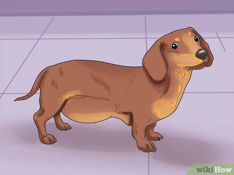 The most common symptoms of bowel cancer in dogs are: How to Know If Your Dog Has Cancer: 11 Steps (with Pictures)