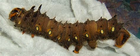 The folks at the polk county conservation. Big Caterpillars: An Identification Guide to 15 Large ...