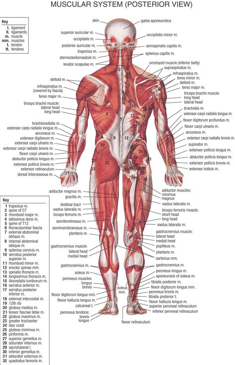 This anatomy chart is a. Female Back Muscle Anatomy Human back diagram organs ...
