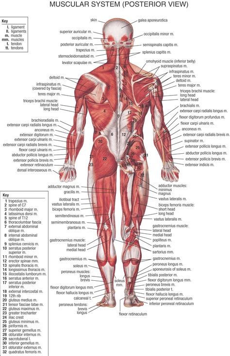 This is partly because they are located in different areas of the. Female Back Muscle Anatomy Human back diagram organs ...