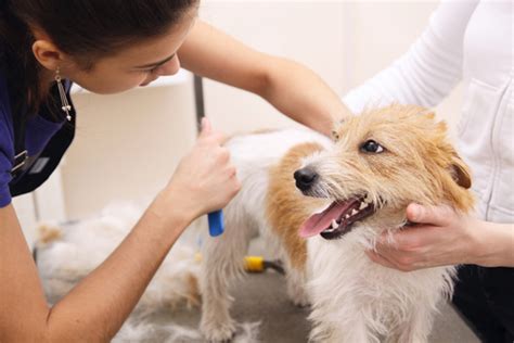 5589 buenos aires blvd, westerville, oh 43081. Dog Grooming Certification Can Give You the Foundation for ...