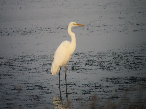 La tarabilla es una casa rural para enamorados, que está localizada en casas del abad, ávila. BIRDINGLEON: Tarabilla norteña en la laguna Sentiz