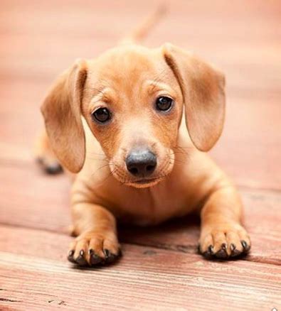 We go to great efforts to ensure that our puppies are healthy and socialized with an excellent demeanor that is native to the breed of each puppy. Dachshund Puppies Oregon For Sale - Animal Friends