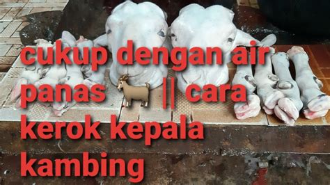 Nah berikut resep tongseng daging kambing kikil. Cara kerok kepala kambing || hanya dengan air panas - YouTube