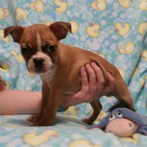 They are inoculated, dewormed and chipped, having a pedigree and an international passport. Boston Terrier Pup - Beautiful Fawn/Chocolate/Cream carrier. for Sale in East Maine, New York ...