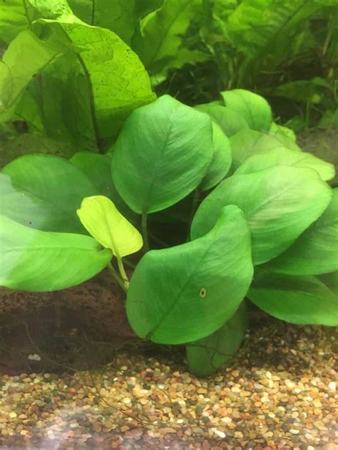 And how can i make them grow faster? How to make an aquarium with live plants - Everydaywits