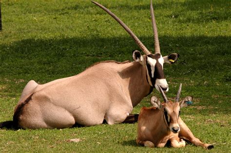 Last updated april 29, 2019. Oryx jihoafrický | Zoo Olomouc - Svatý Kopeček