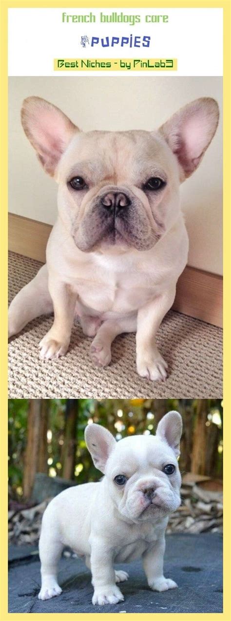 This is the time during the french bulldog pregnancy calendar when the cells will start to grow, and the embryos full disclosure here. #french #bulldogs #care french bulldogs care #puppies # ...