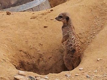 Millionen von touristen kommen dafür jedes jahr in die größte stadt am rhein, den zoo allein besuchen dabei über 1,7 millionen! Zoologischer Garten in Köln - Ausflugsziele für Kinder in ...