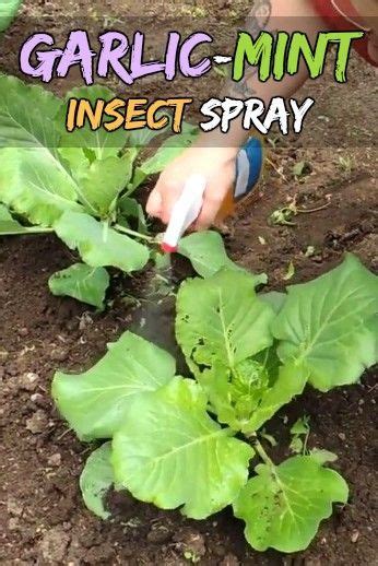 The principles behind it are encouraging predation of the local suppliers of specific organisms that control fruit flies. 4 Homemade Pest Control Remedies (Alternative Gardening ...