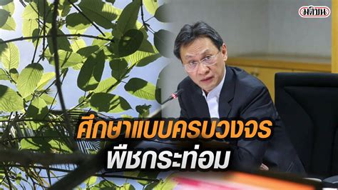 สมศักดิ์ เทพสุทิน รมว.ยุติธรรม ยังใช้เสรีไม่ได้ พ.ร.บ.ยาเสพติดให้โทษ พ.ร.บ.พืชกระท่อม ข่าวการเมือง. ป.ป.ส. เร่งศึกษาพืชกระท่อม ครบวงจร ทั้งการแพทย์-เศรษฐกิจ