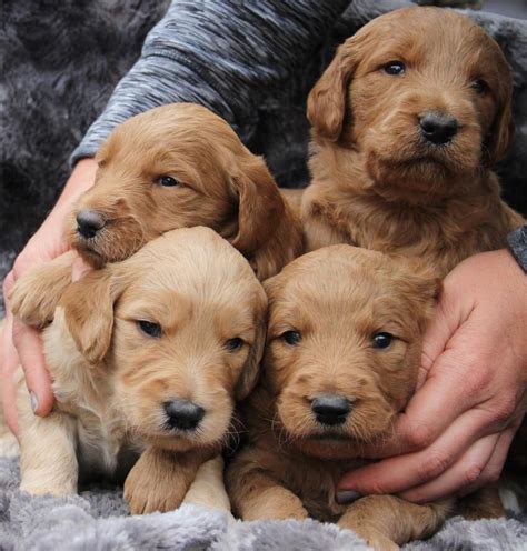 These playful, loving double doodle puppies are a cross between a labradoodle and a goldendoodle. Marmalade Double Doodle Puppies Sept 2019