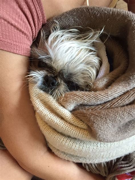 Share the best gifs now >>>. Snuggles after a bath | Snuggles, Dogs, Animals