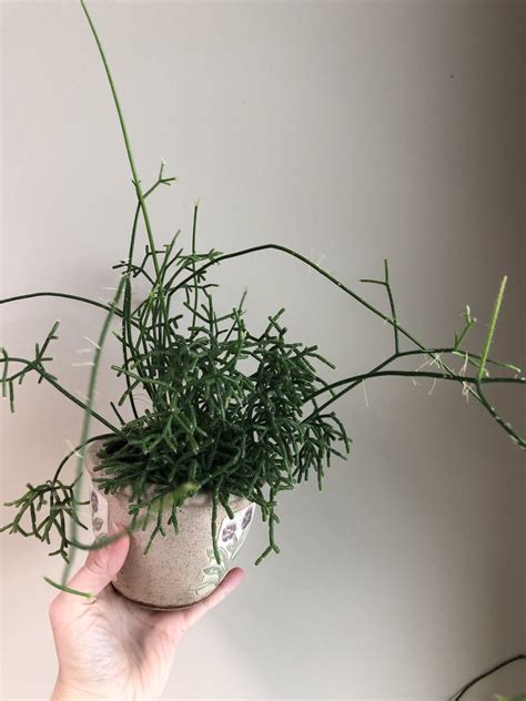It usually happens when the plant reaches. PlantFiles Pictures: Rhipsalis Species, Coral Cactus ...