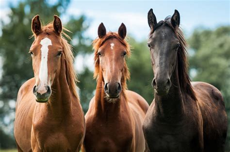 At the bottom of the previous line, draw the nose by drawing an s line next to it. Losing Your Virginity… To A Horse? Zoophile Explains Why ...