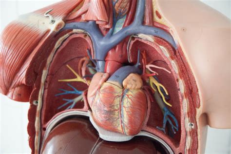 Heart and lungs, major vessels and nerv… what makes up the thorax? World's 1st procedure raises hopes for patients with leaky ...