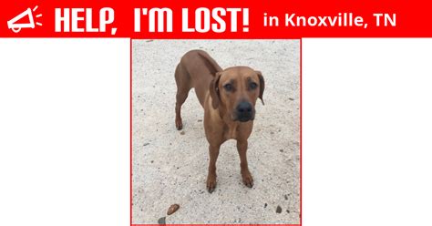 5628 lyons view pike is located in sequoyah hills neighborhood in the city of knoxville, tn. Lost Dog (Knoxville, Tennessee) - Zoni