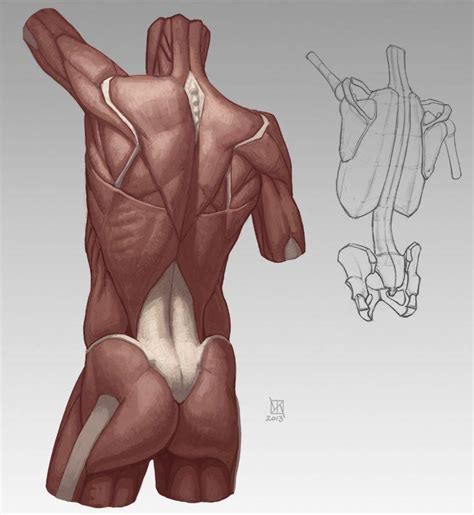 See more ideas about back muscles, anatomy reference, body photography. 노른자 유 - 노른자 유 added a new photo. | Facebook