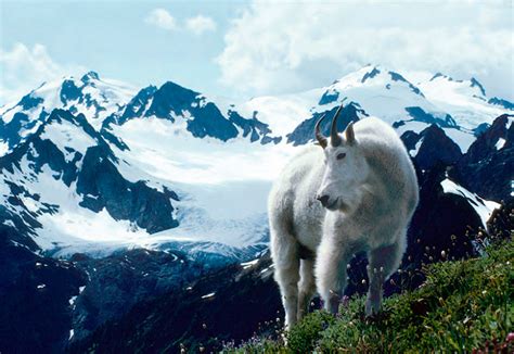 Summers are generally fair and warm, with high temperatures usually between 65 and 75 f. Olympic National Park to start capturing mountain goats ...