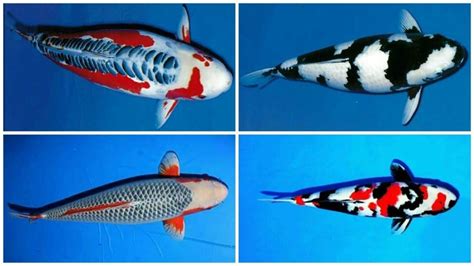 Amonia dapat beracun bagi ikan tropis. Rahasia Memelihara Ikan Koi di Aquarium untuk Pemula ...