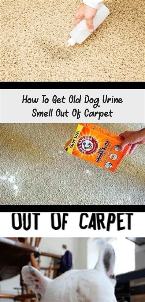 How to get lipstick off a collar, clean powder from a purse, scrub nail how to get rid of every type of makeup stain. How to Get Old Dog Pee Smell Out of Carpet. Whole house ...