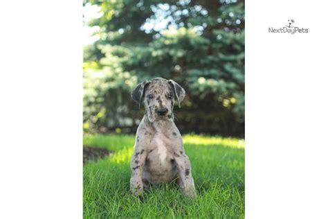 Follow me for adorable great dane pictures! Lexi: Great Dane puppy for sale near Harrisburg, Pennsylvania. | 2b6fae0c61