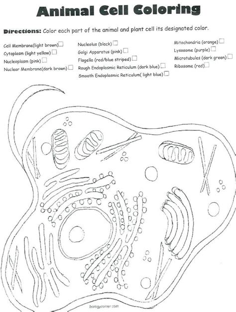 Animal cell coloring the answer key to the cell coloring worksheet is available at teachers pay teachers.payments help support biologycorner.com. Animal Cells Coloring Worksheet Plant and Animal Cell ...