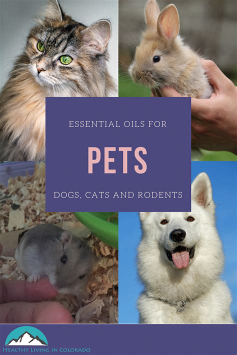 If you haven't heard of them, you're probably living under a rock! The Best Essential Oils That Are Safe for Dogs and Cats ...