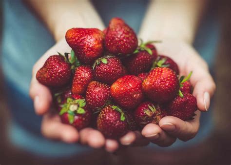 The fruit picking season in australia can regularly contrast because of changes in climate examples and temperatures. Grave concern over labour shortages for fruit-picking season